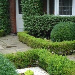 Earlsfield formal front garden ideas established box