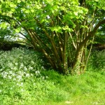 Petworth West Sussex garden naturalistic style