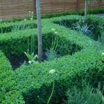 Clapham formal parterre front garden ideas