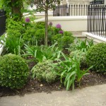 clapham common front garden 