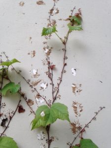 Pretty wall climbing plants