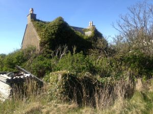 Climbers, shrubs, hedges, trees, wild flowers